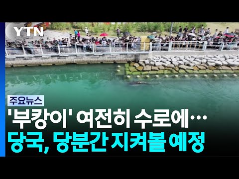 부캉이'는 여전히 인공수로에