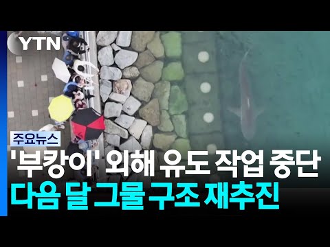 부캉이' 먼바다 유도 작업 중단