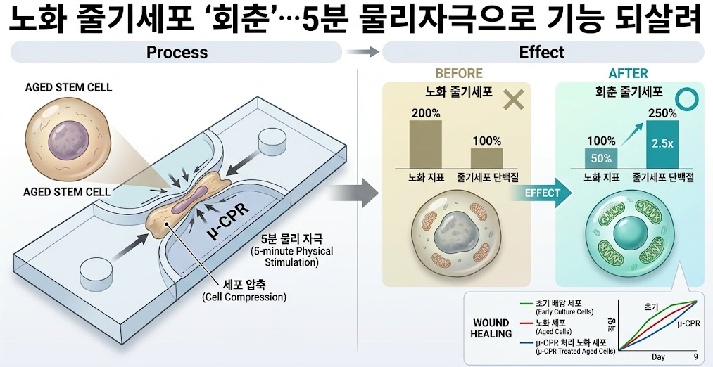 단 5분의 물리 자극으로 줄기세포 '회춘'? 약물·유전자 조작 없는 차세대 바이오 혁신 기술!