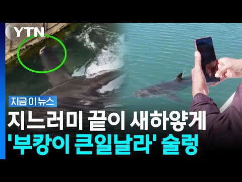 벽에 너무 붙어서 헤엄치더니"… 부캉이 '이상 현상' 발견